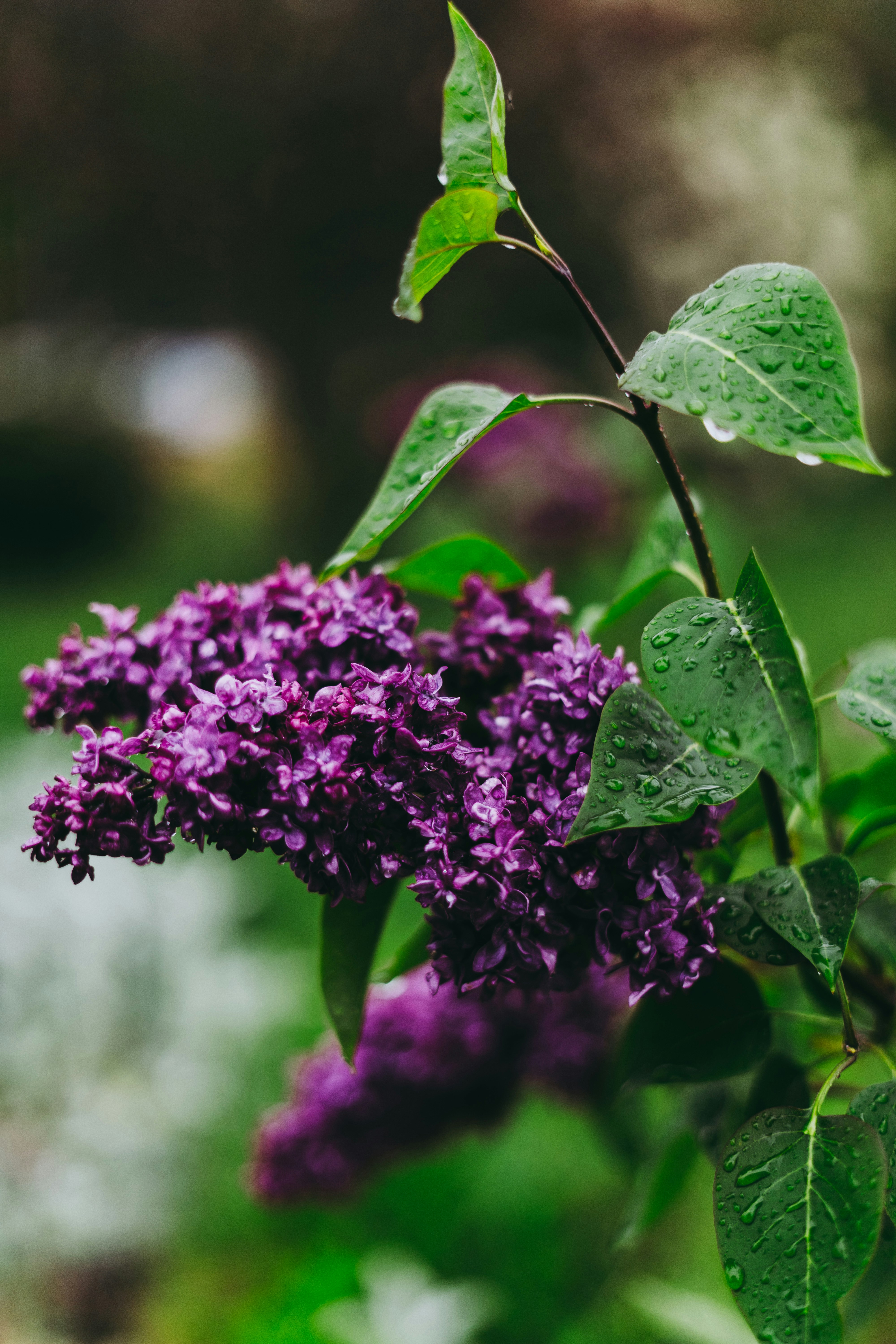 Photo by virussinside