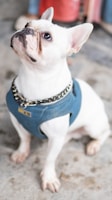 Pet identification tags, other pet accessories and home made cookies and treats.and 