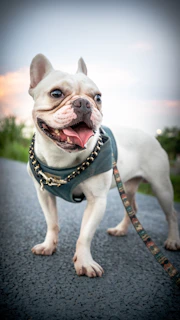 A charming street in Rockwall with a French Bulldog happily walking alongside its owner on a sunny day