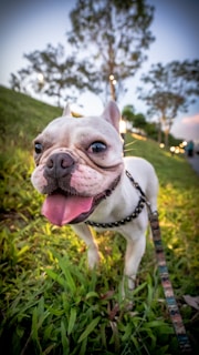A happy dog on a leash enjoying a walk in a sunny park.