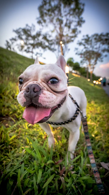 A happy dog wearing a stylish leash, playing fetch in a green park under clear blue skies