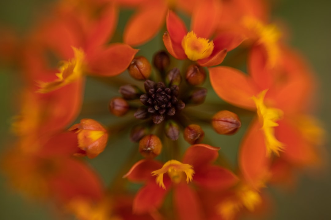 red and yellow flower in macro photography