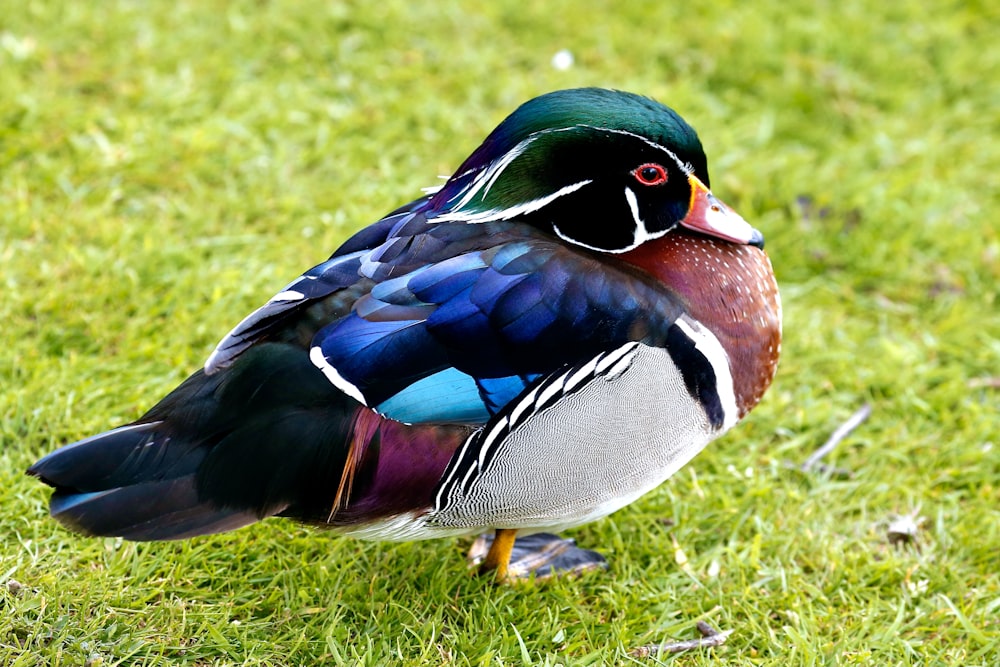 canard colvert sur un champ d’herbe verte pendant la journée