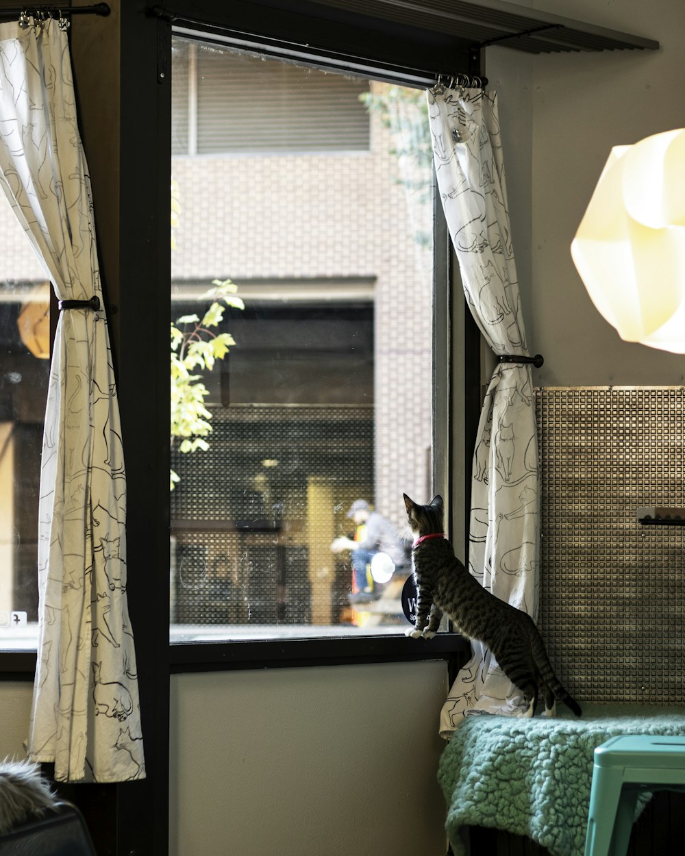 black and white cat on window