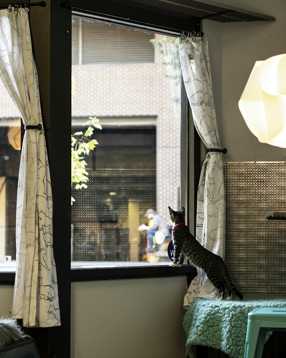 gato preto e branco na janela