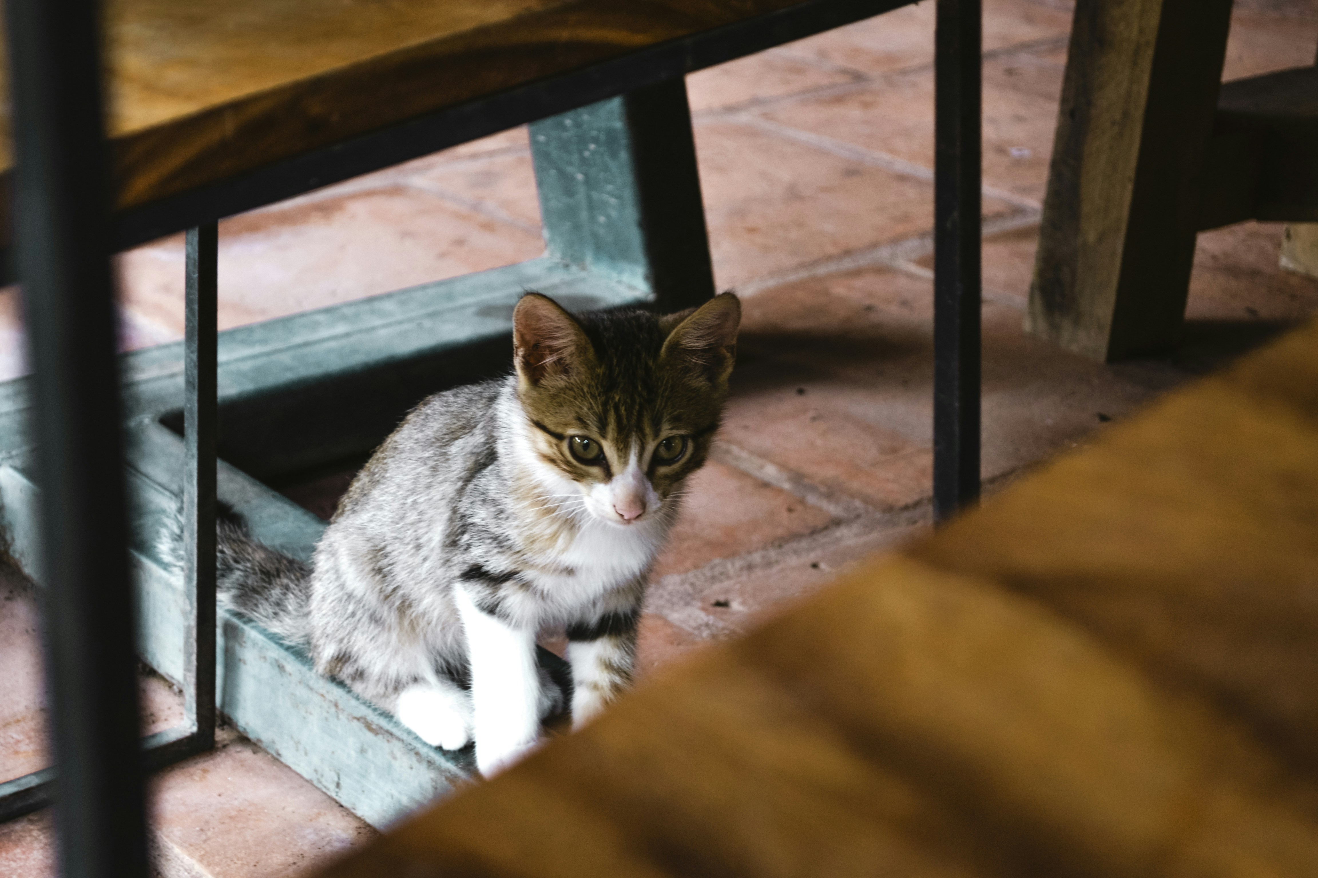 brown tabby cat on brown wooden table