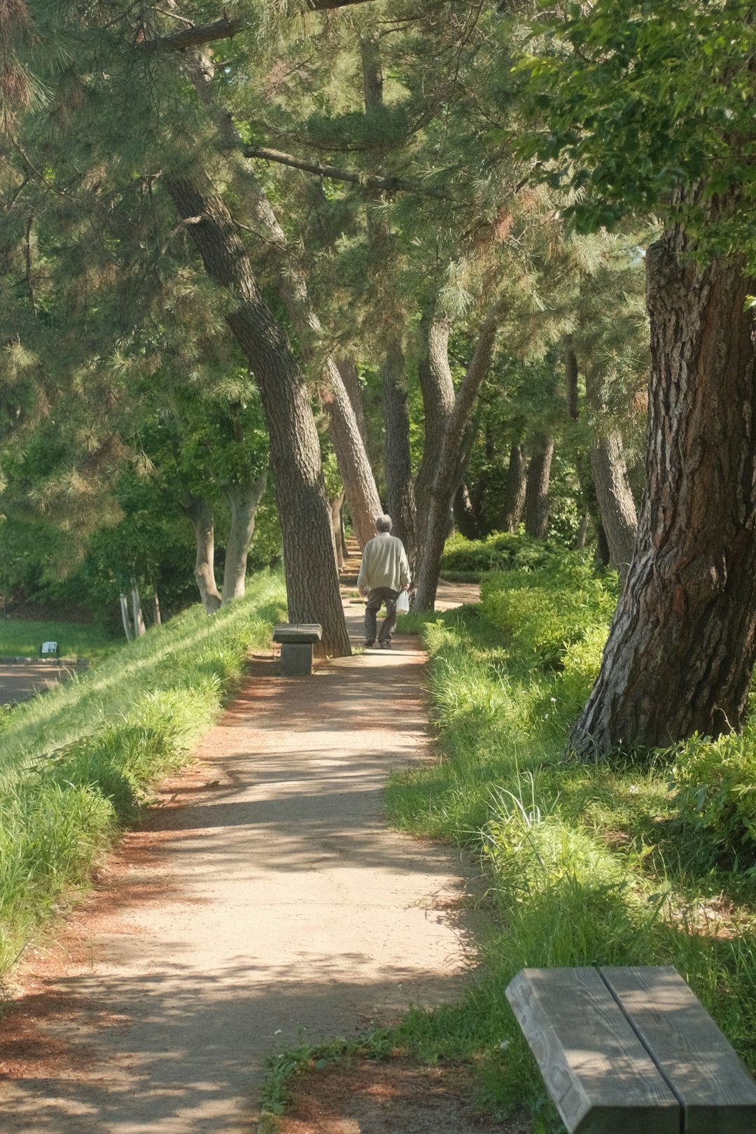 brown pathway between green grass and trees during daytime