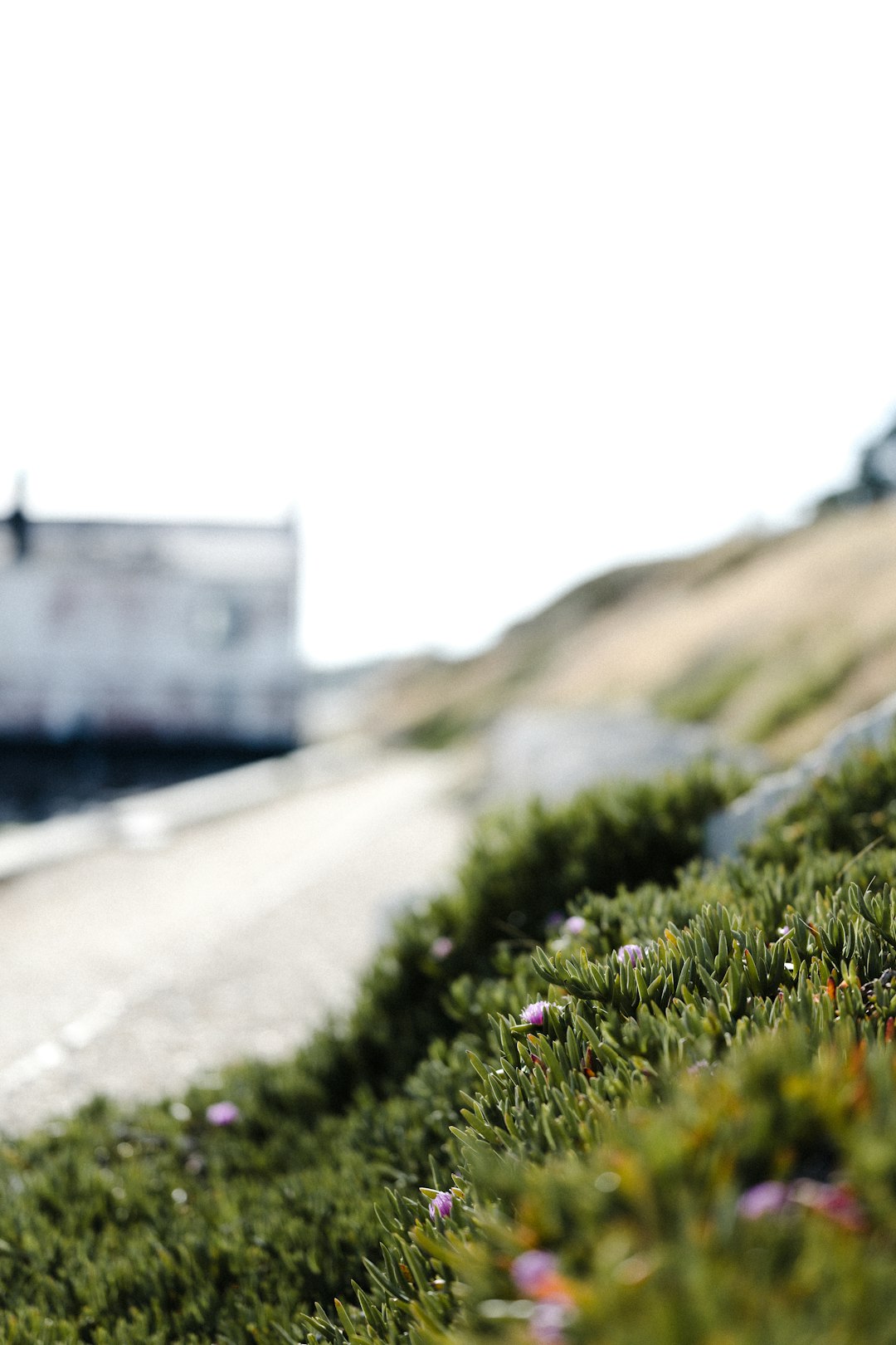 green plant beside gray concrete road during daytime