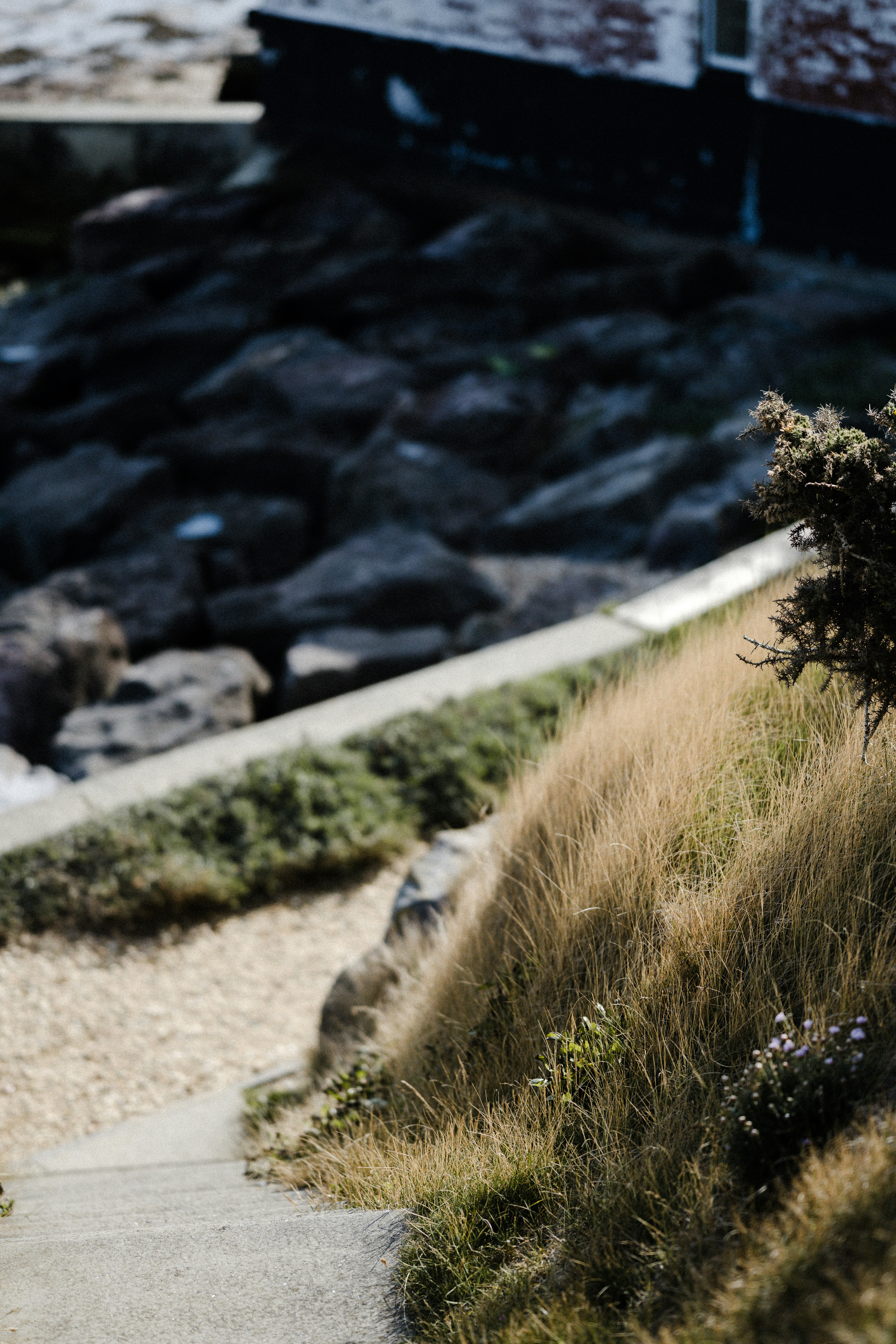 green grass on gray rocky ground during daytime