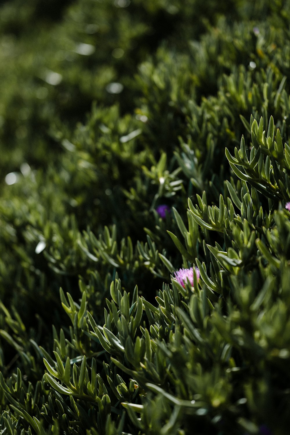 purple flower on green grass