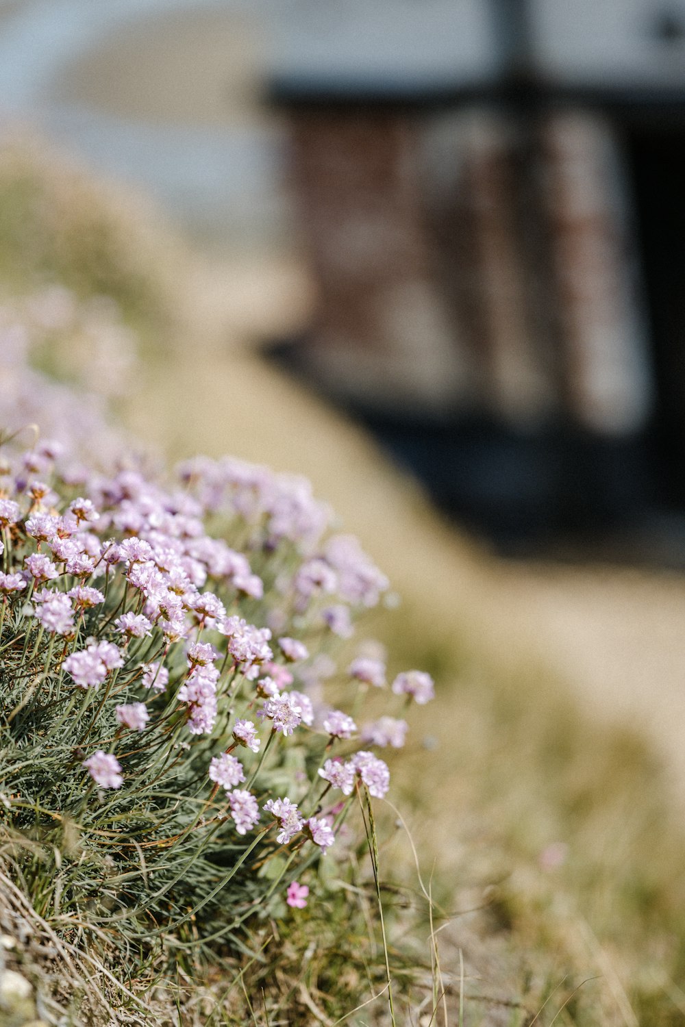 purple flowers on green grass field during daytime