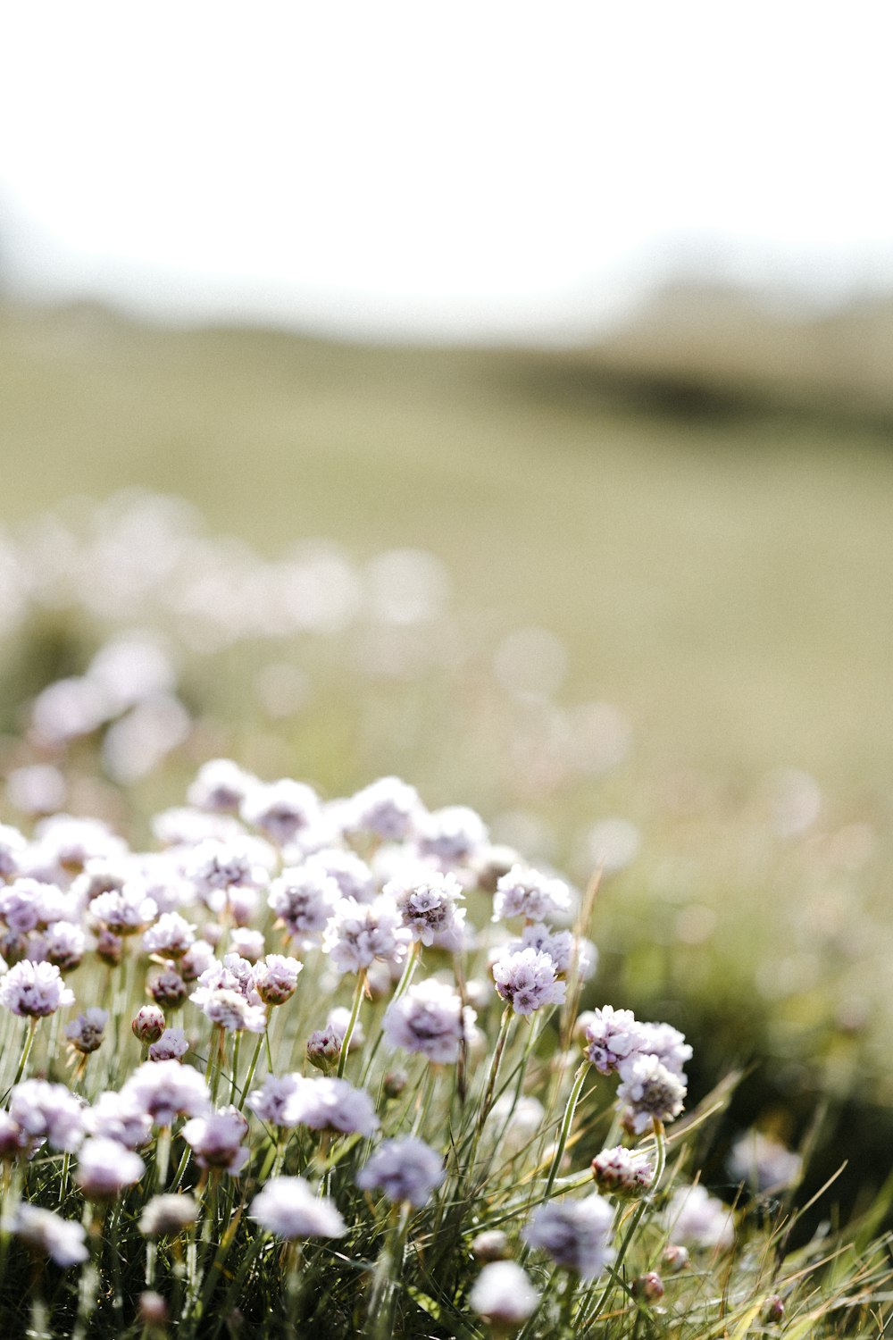 white and purple flower in tilt shift lens