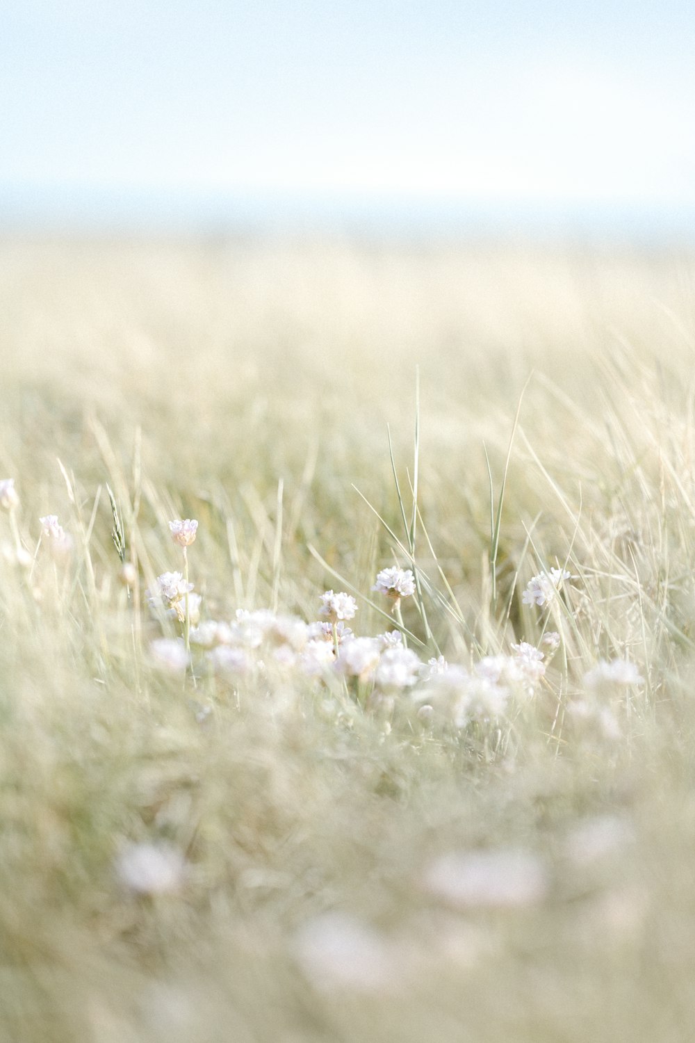 낮 동안 푸른 잔디밭에 흰 꽃
