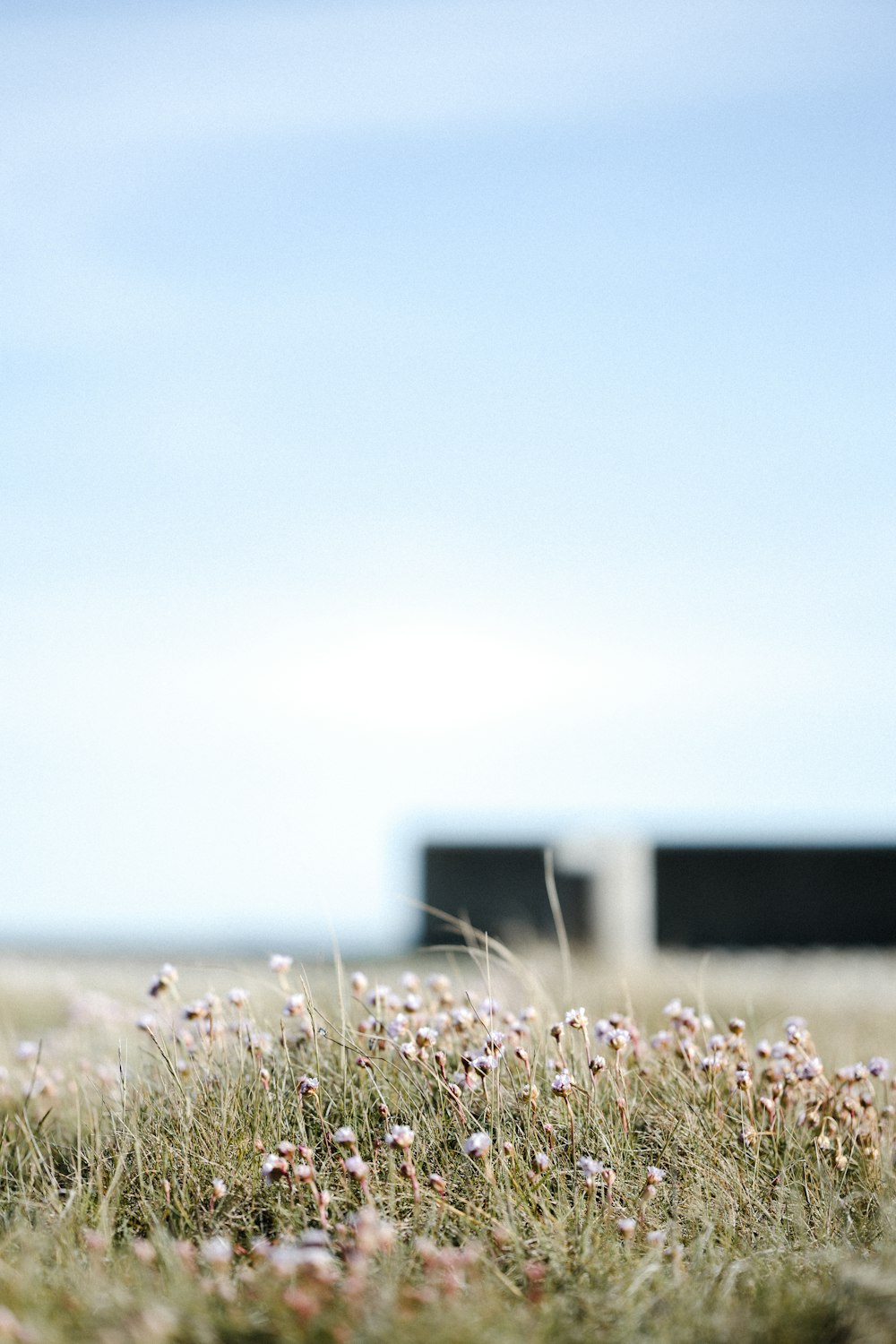 white and green grass field during daytime