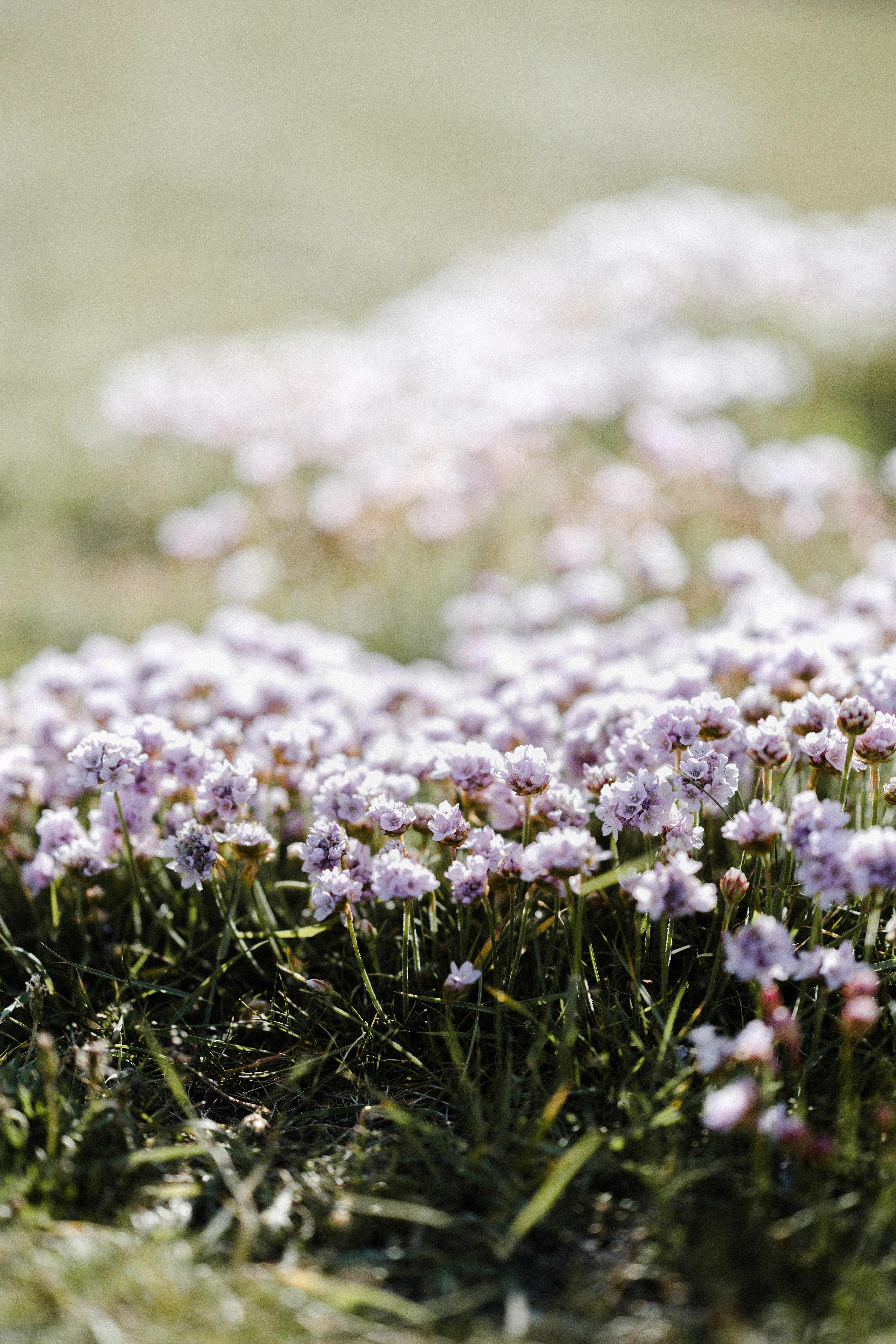 white and purple flowers on green grass field during daytime