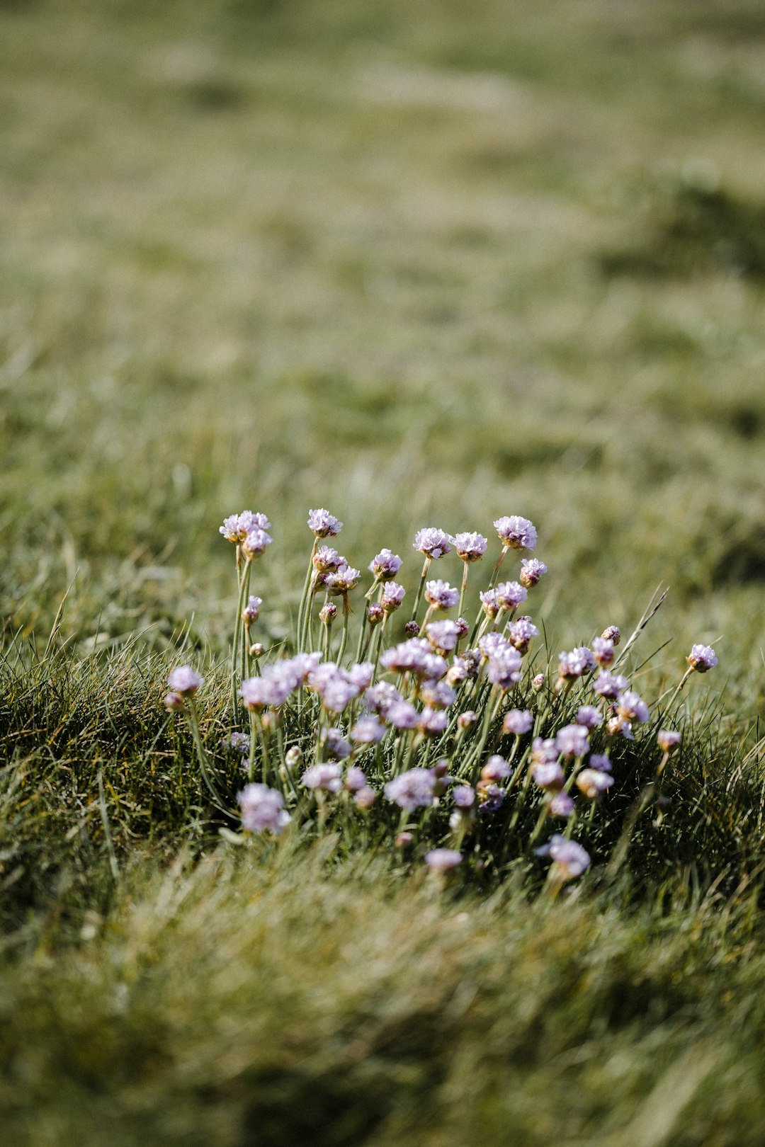 purple flowers on green grass field during daytime