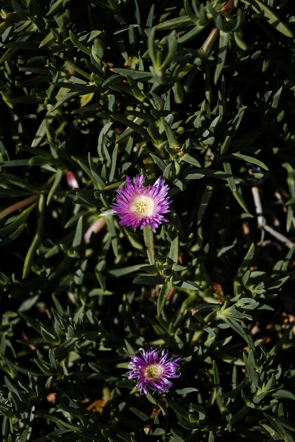 purple flower with green leaves