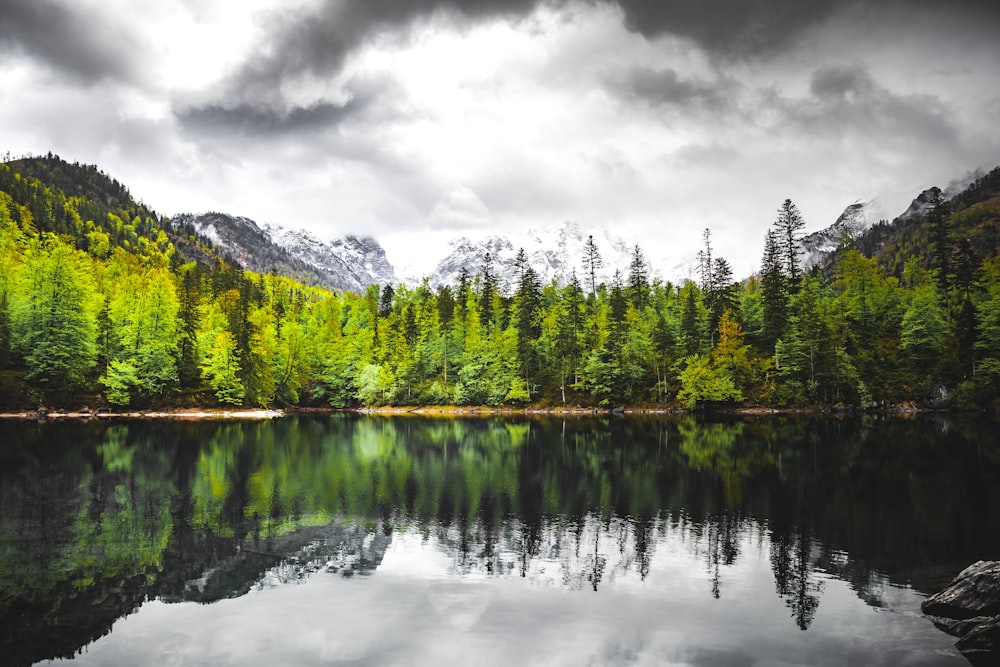 green trees beside lake under white cloudy sky during daytime