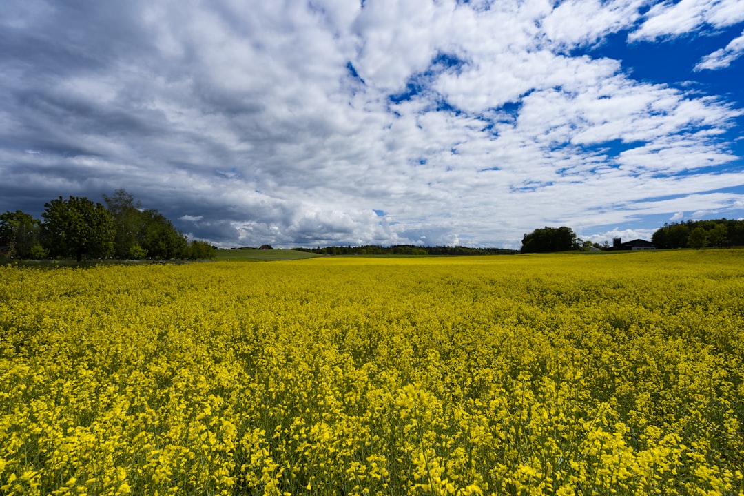 yellow flower field under blue sky and white clouds during daytime