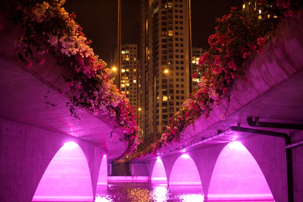 purple and pink string lights on trees during night time