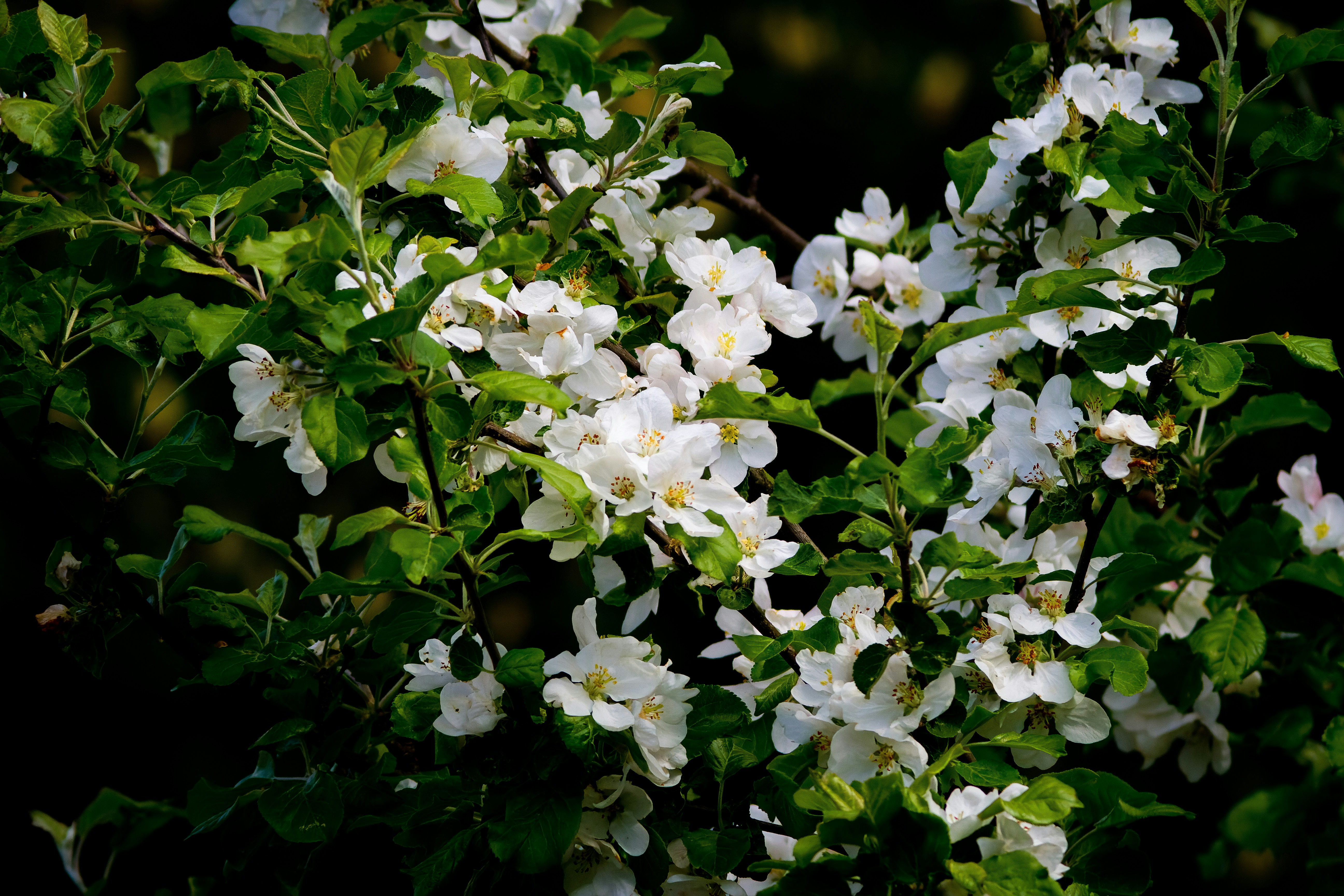 Photo by valentinhintikka