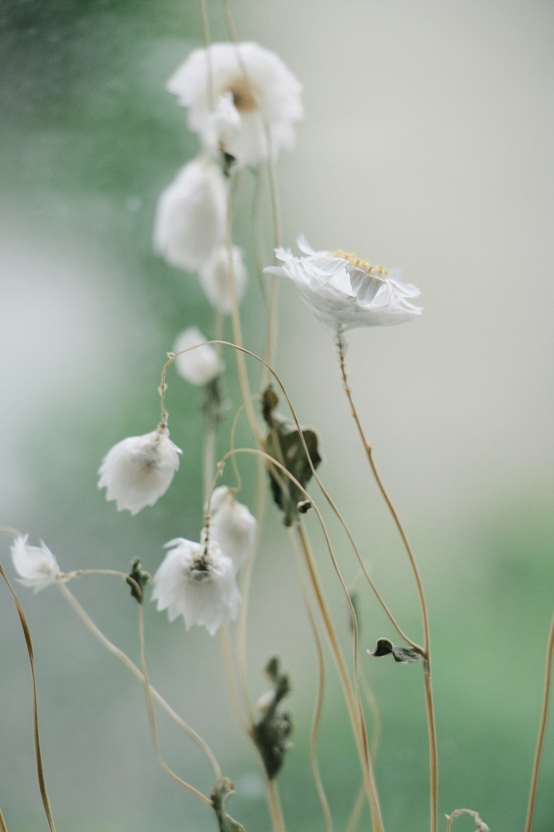 white flower in tilt shift lens