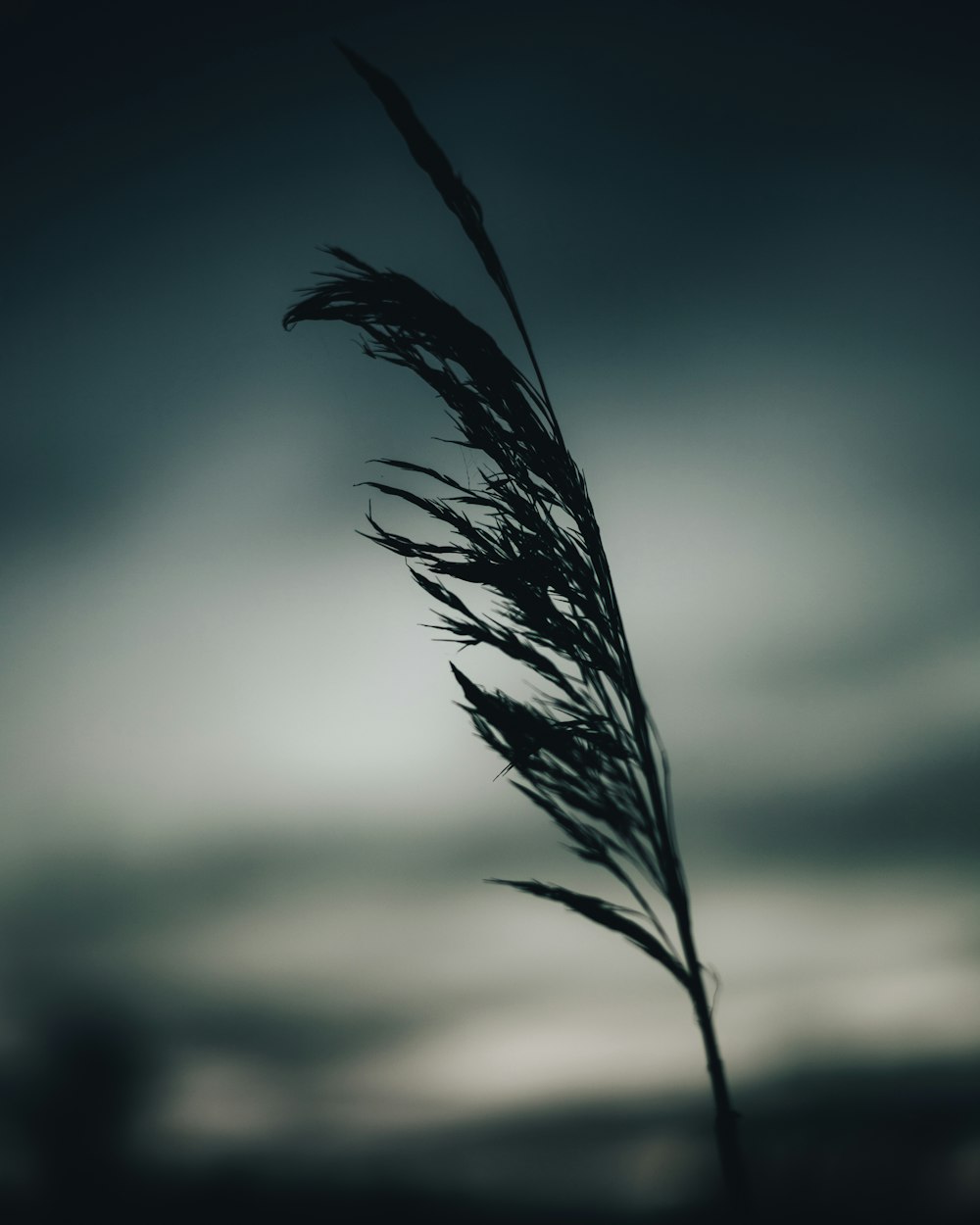 black feather in close up photography