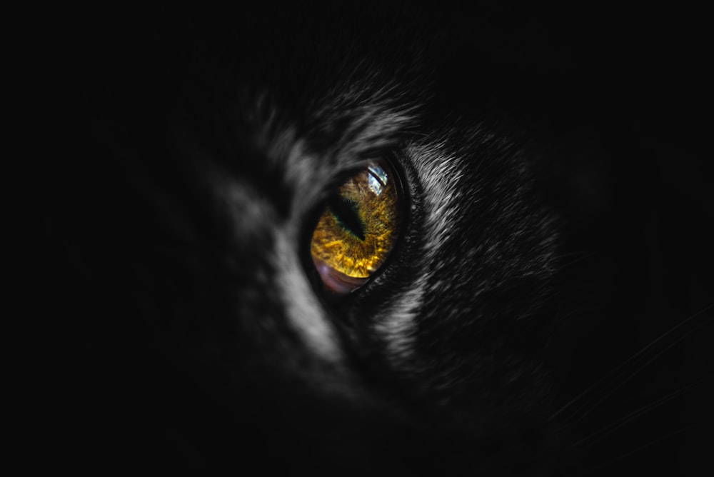 schwarze Katze mit blauen Augen