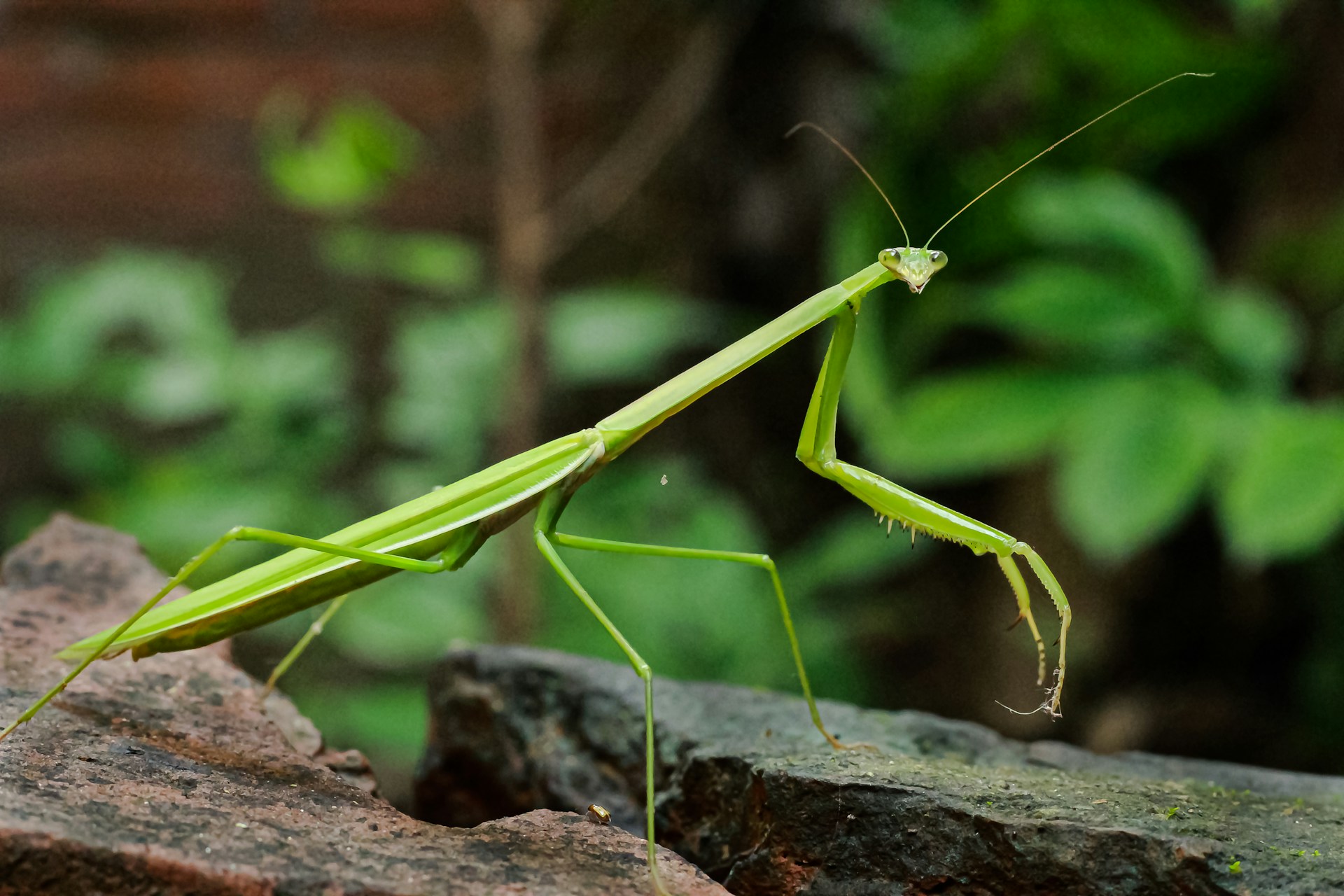 green praying mantis on brown rock during daytime