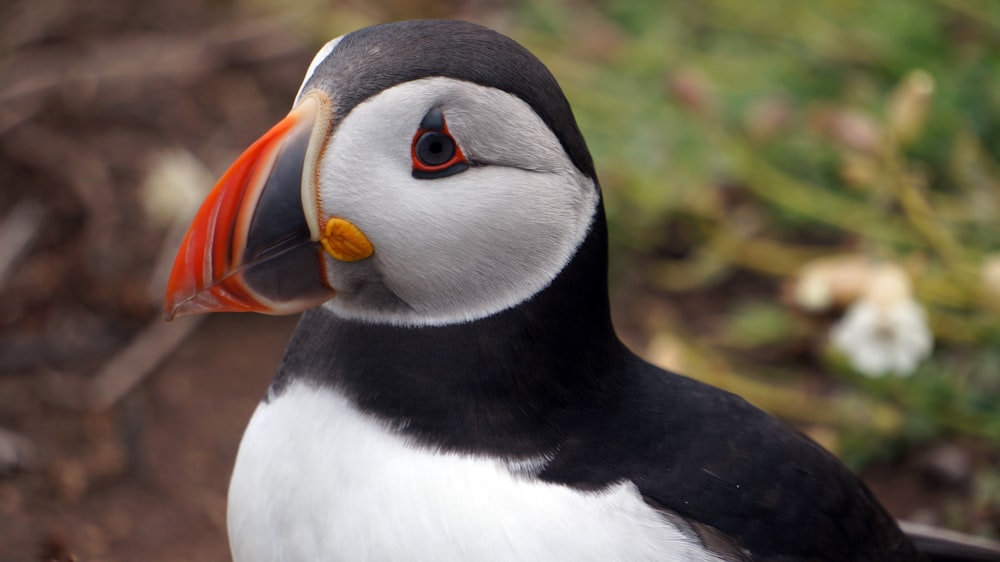 black and white penguin during daytime