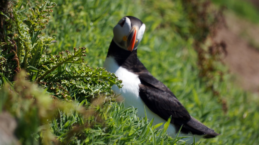 black and white bird on green grass during daytime