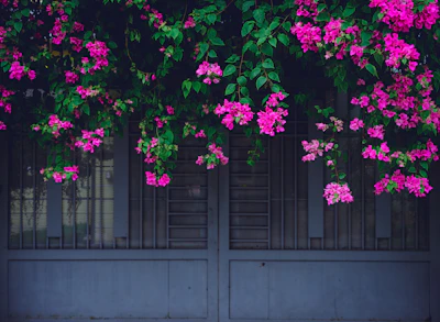 Bougainvillea Flowering Climber India Care Guide