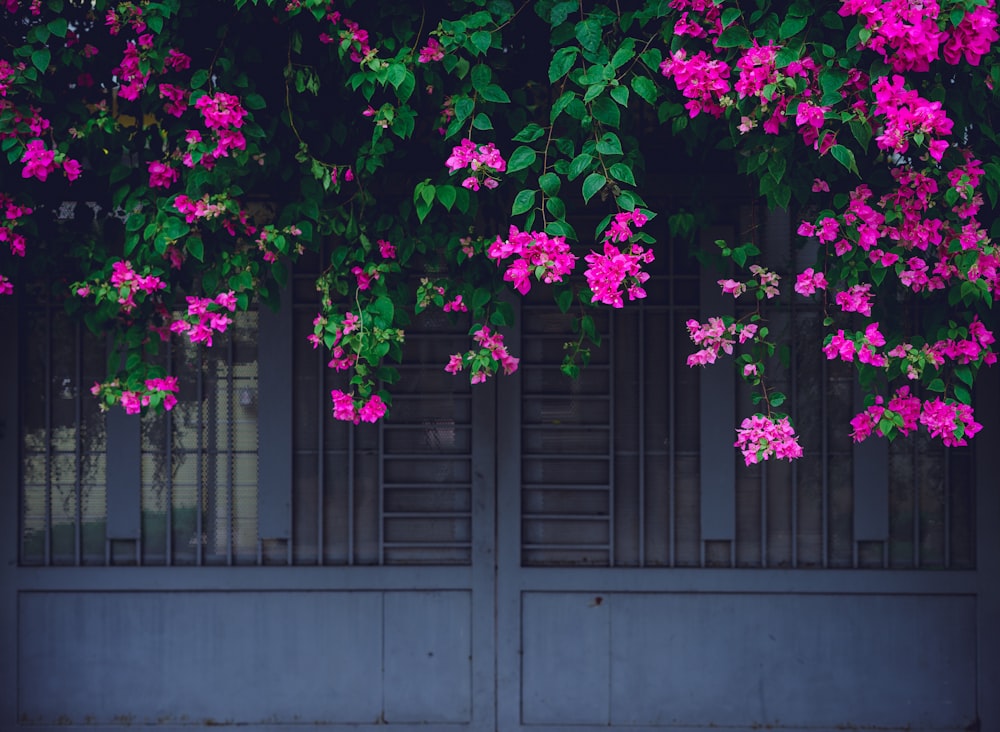 flores rosas en pared gris