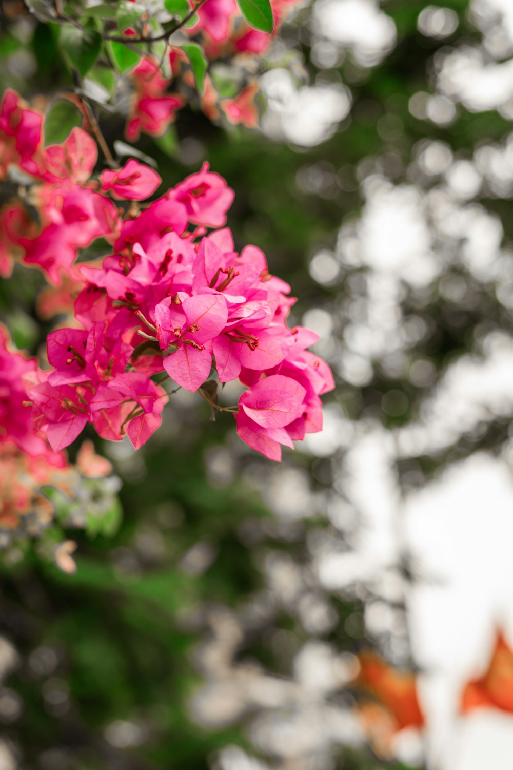 pink flowers in tilt shift lens