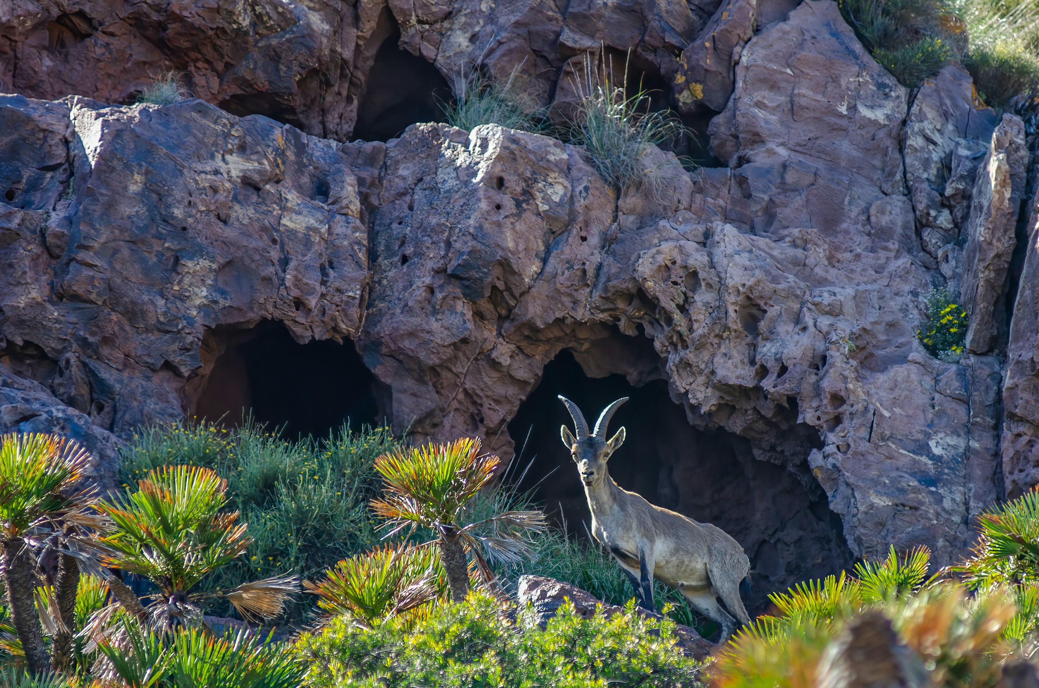 Ciervo marrón en la hierba verde durante el día