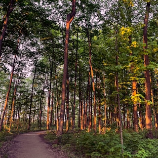 A scenic view of a forest trail winding through tall trees with sunlight filtering through the leaves.