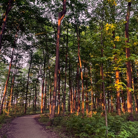 A scenic view of a forest trail winding through tall trees with sunlight filtering through the leaves.