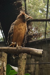 A bird with a striking crest and brown plumage perches on a sturdy branch in a caged enclosure. Its body is covered with intricate patterns, and it gazes intently at its surroundings. The background is composed of leafy greenery and a mesh wire, suggesting a naturalistic habitat setting.