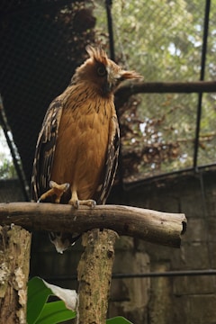 A bird with a striking crest and brown plumage perches on a sturdy branch in a caged enclosure. Its body is covered with intricate patterns, and it gazes intently at its surroundings. The background is composed of leafy greenery and a mesh wire, suggesting a naturalistic habitat setting.