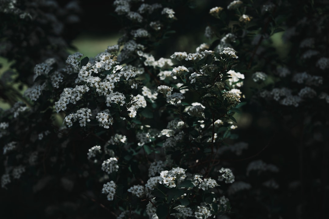 green plant in tilt shift lens