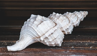 white and brown seashell on brown wooden table