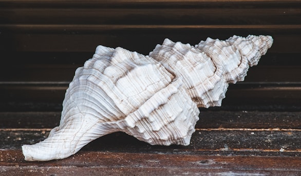 white and brown seashell on brown wooden table