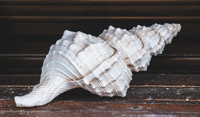 white and brown seashell on brown wooden table