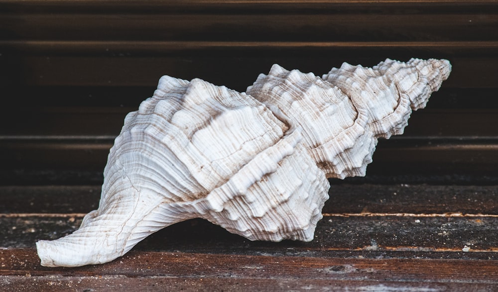 white and brown seashell on brown wooden table