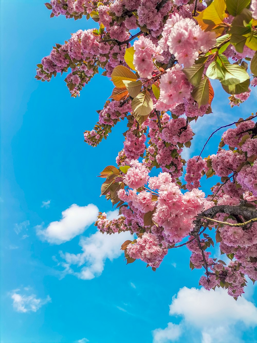 pink and white flowers under blue sky during daytime