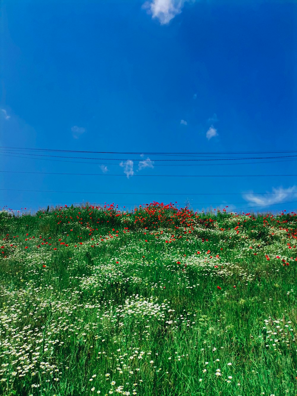 green grass under blue sky during daytime