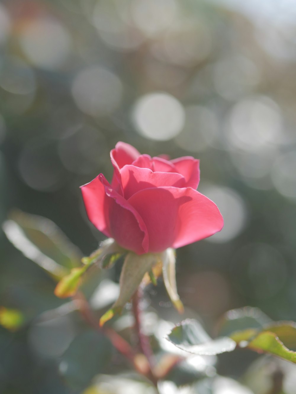 Rosa rosada en flor durante el día