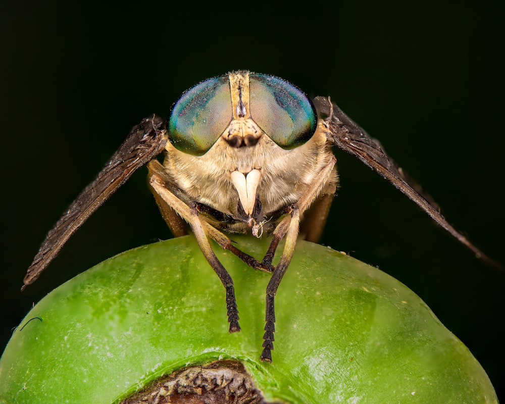 green and black insect on green leaf