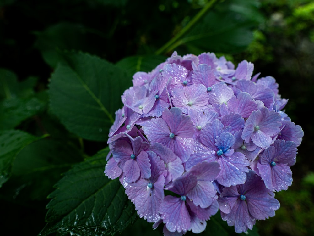 purple flower with green leaves