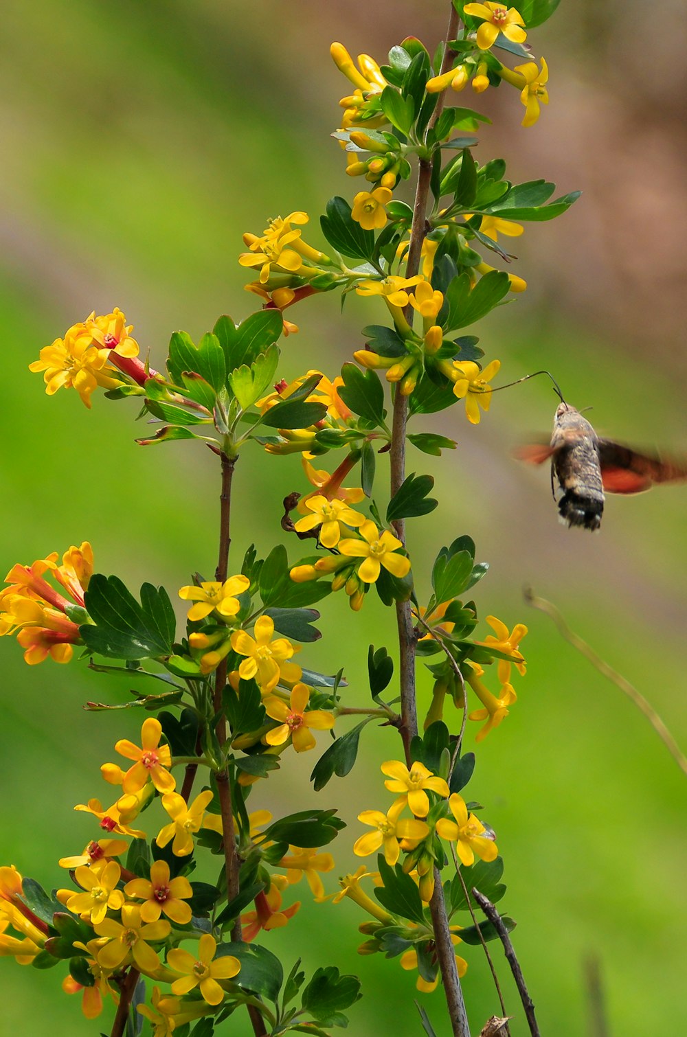 brown and black bee on yellow flower